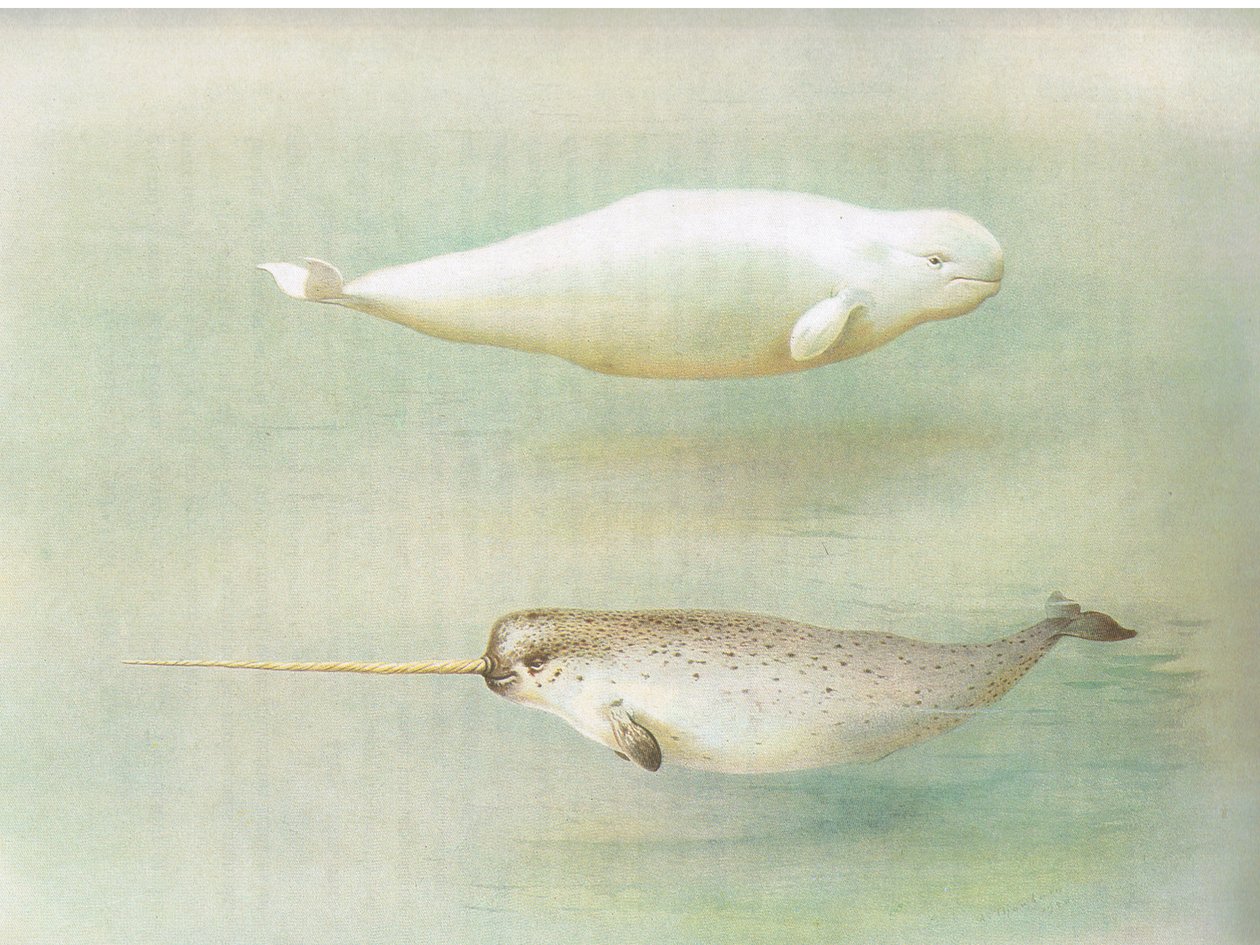White Whale ve Narwhal, Longmans and Co, c tarafından yayınlanan Thorburns Mammals