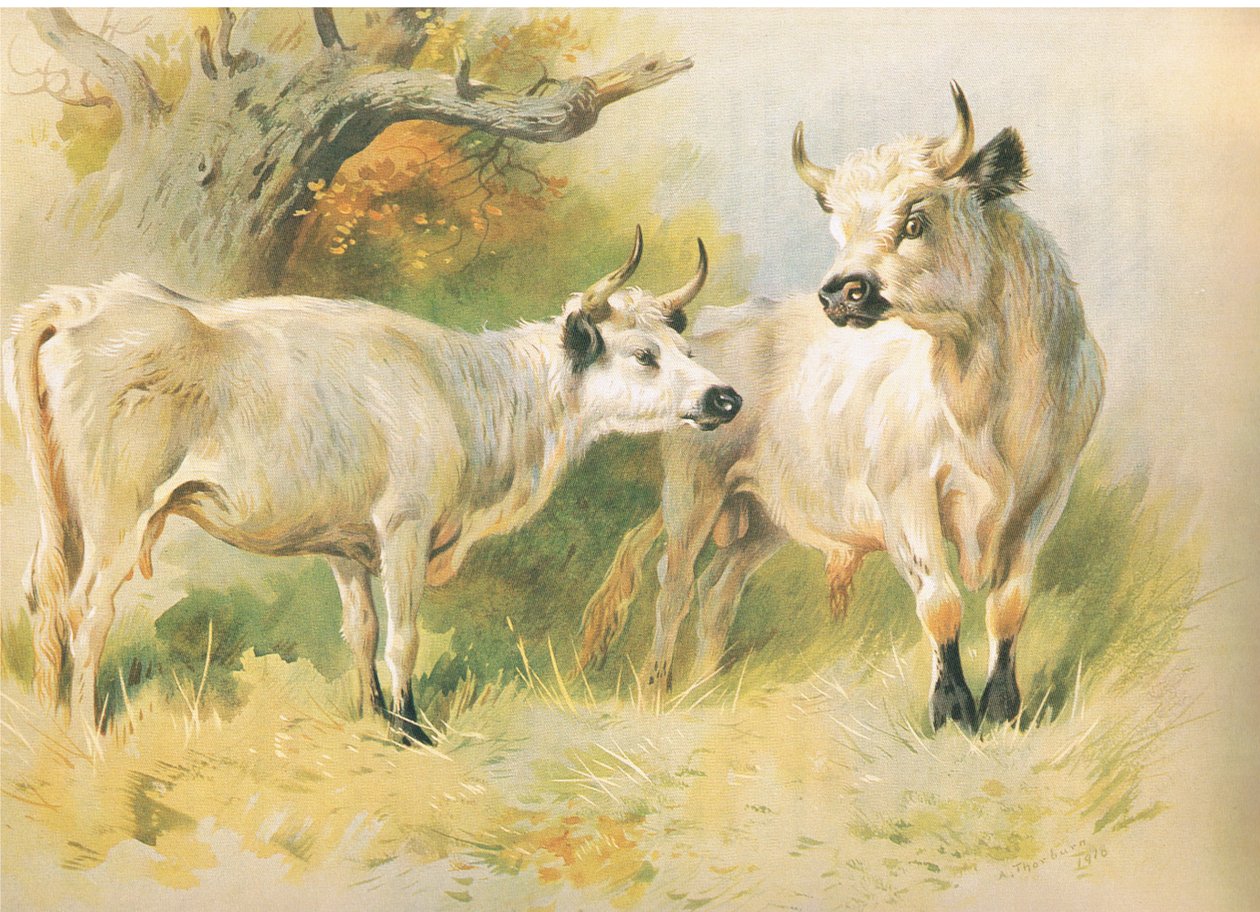 yaban sığırı by Archibald Thorburn