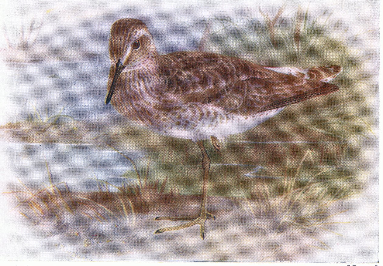 Frederick Warne & Co Ltd, 1958 tarafından yayınlanan Britanya Adaları Kuşları ve Yumurtalarından Wood Sandpiper by Archibald Thorburn