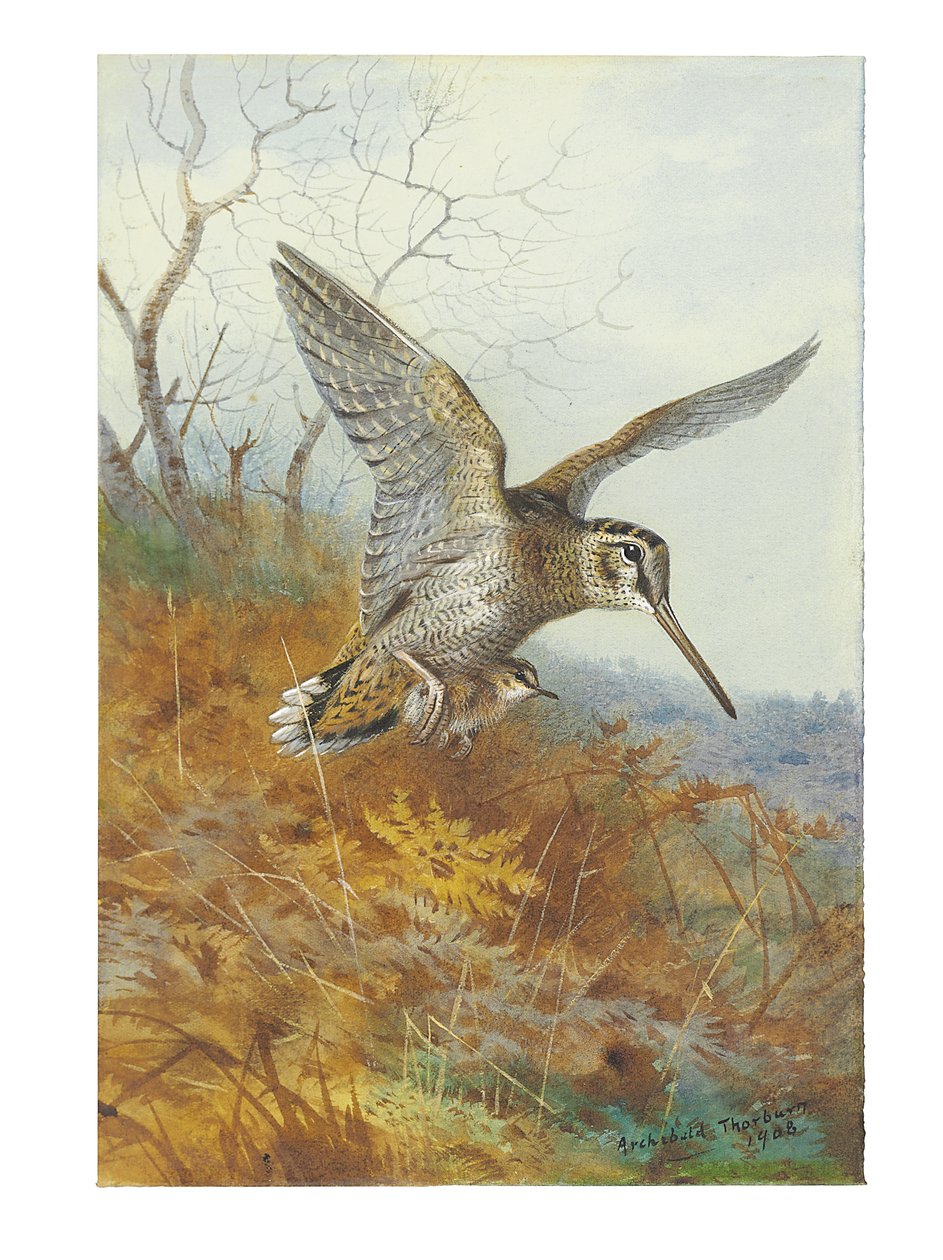 çulluk ve genç by Archibald Thorburn