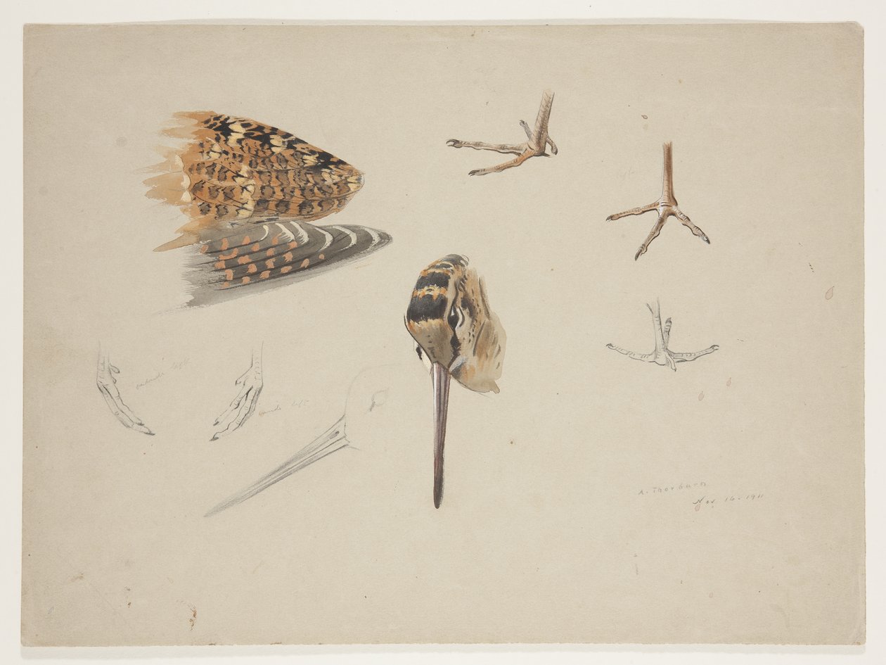 Çulluk gagası, ayakları ve kanadı, c.1915 (kağıt üzerine kurşun kalem üzerine suluboya ve gövde rengi) by Archibald Thorburn