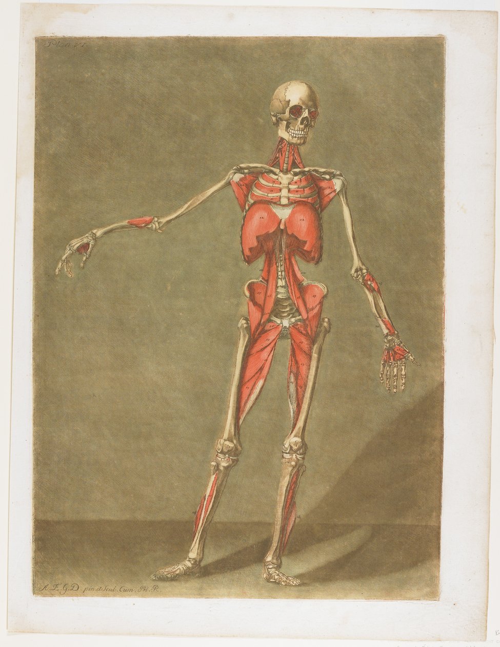 Cours complet d'anatomie'den Flayed Skeleton, yayınlanmış Nancy, 1773 by Arnauld Eloi Gautier D