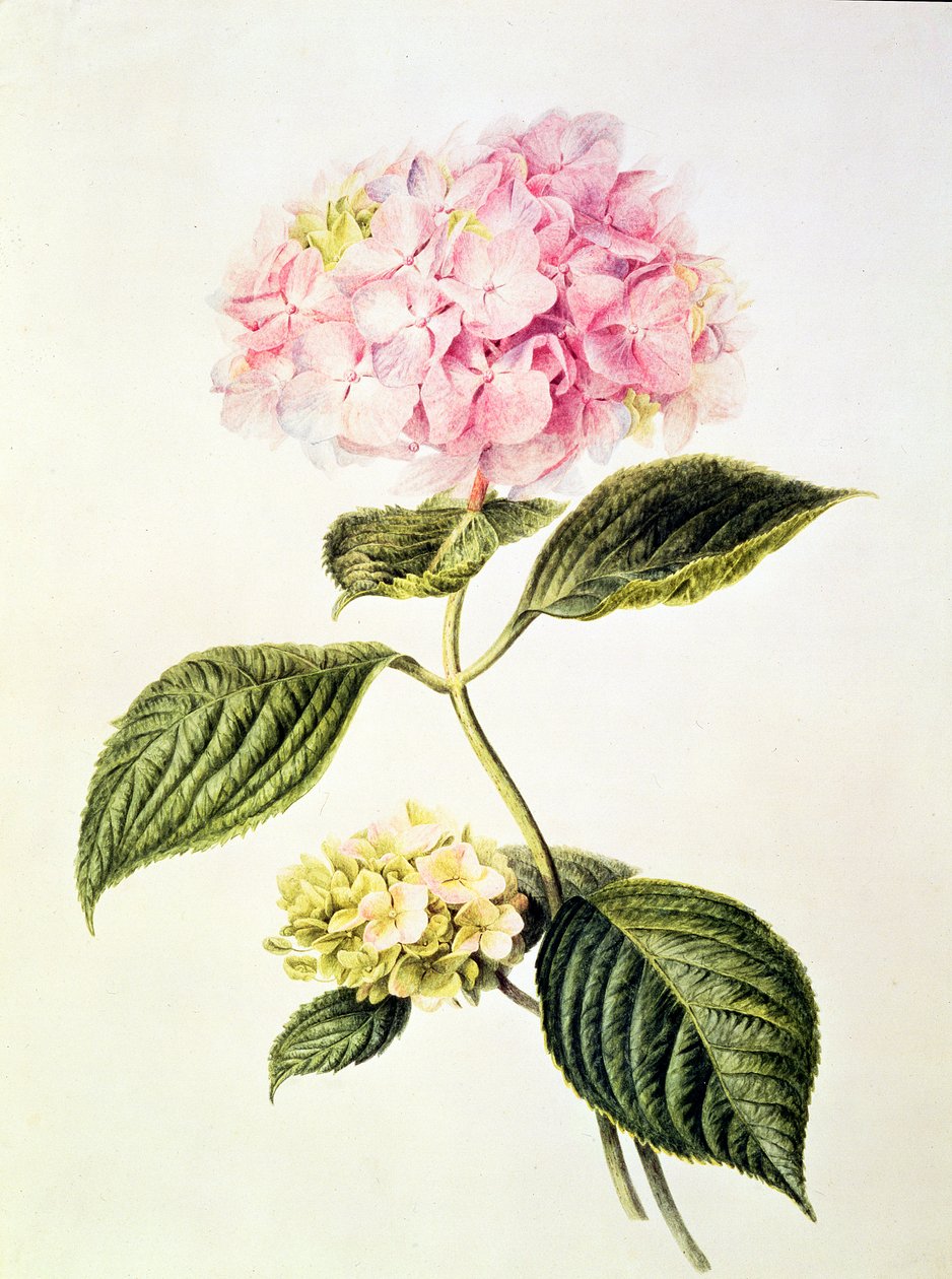 PD.64-1975 Ortanca hortensia by Arnoldus Bloemers