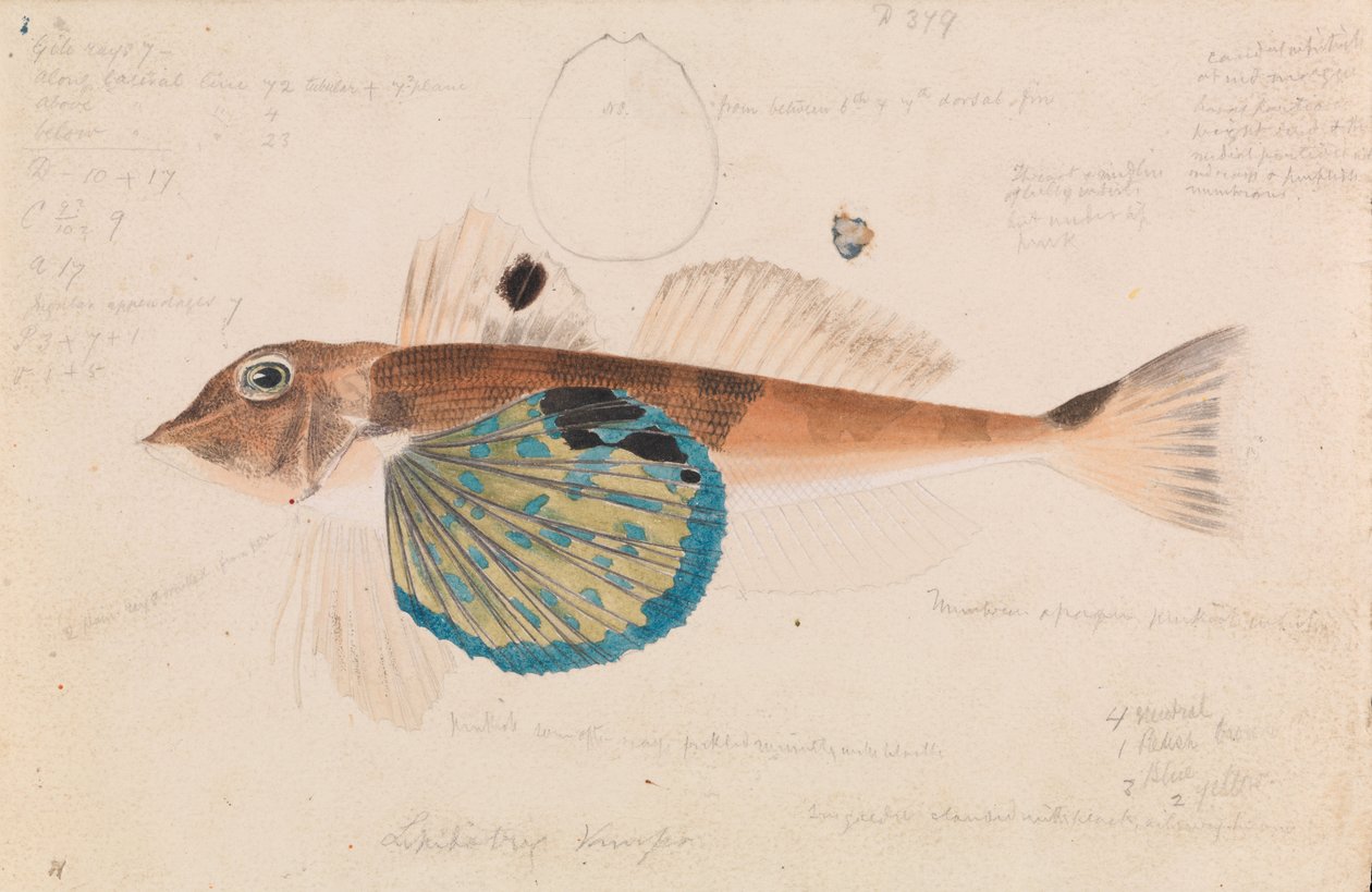 Kelebek Gurnard, Lepidotrigla vanessa by Arthur Bartholomew