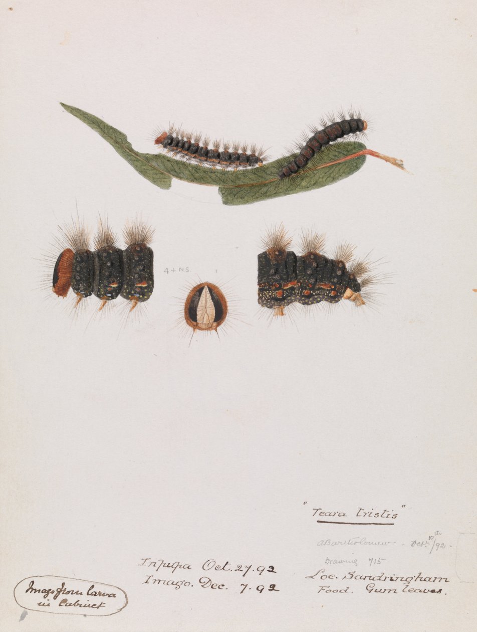 Caterpillar, Epicoma üzgün gözyaşı by Arthur Bartholomew