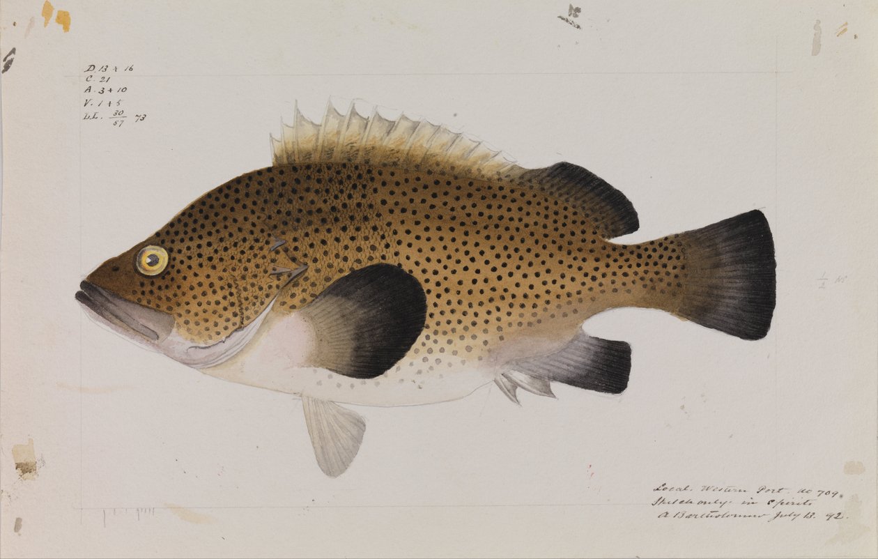 Doğu Wirra, Acantistius ocellatus by Arthur Bartholomew
