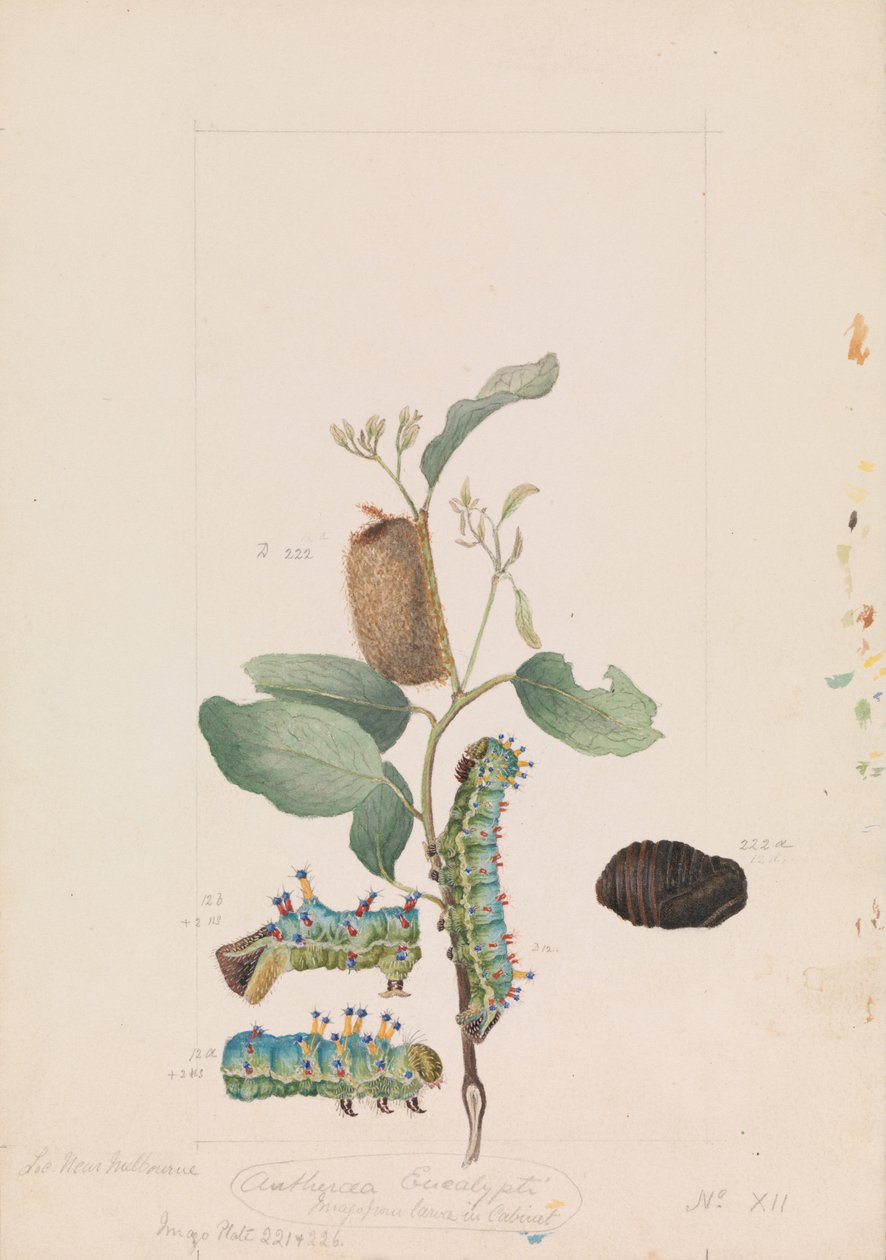 İmparator Sakız Güvesi, Opodiphthera okaliptüs by Arthur Bartholomew
