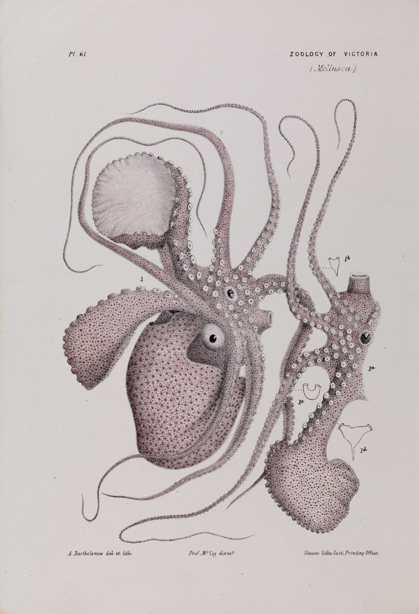 Kağıt Nautilus, Argonauta nodosa by Arthur Bartholomew