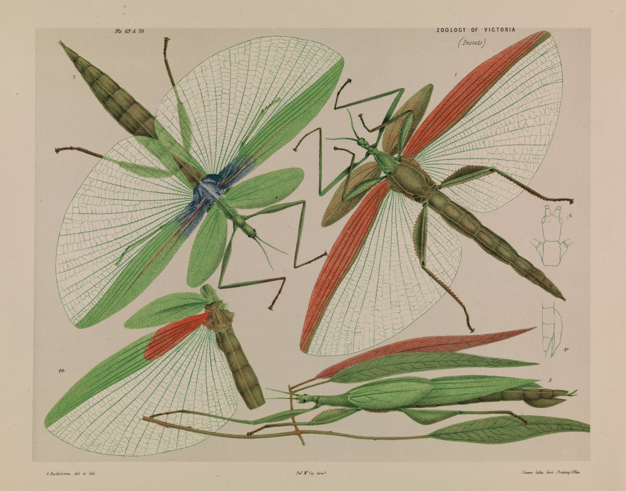 Kırmızı omuzlu sopa böceği, Tropidoderus rhodomus by Arthur Bartholomew
