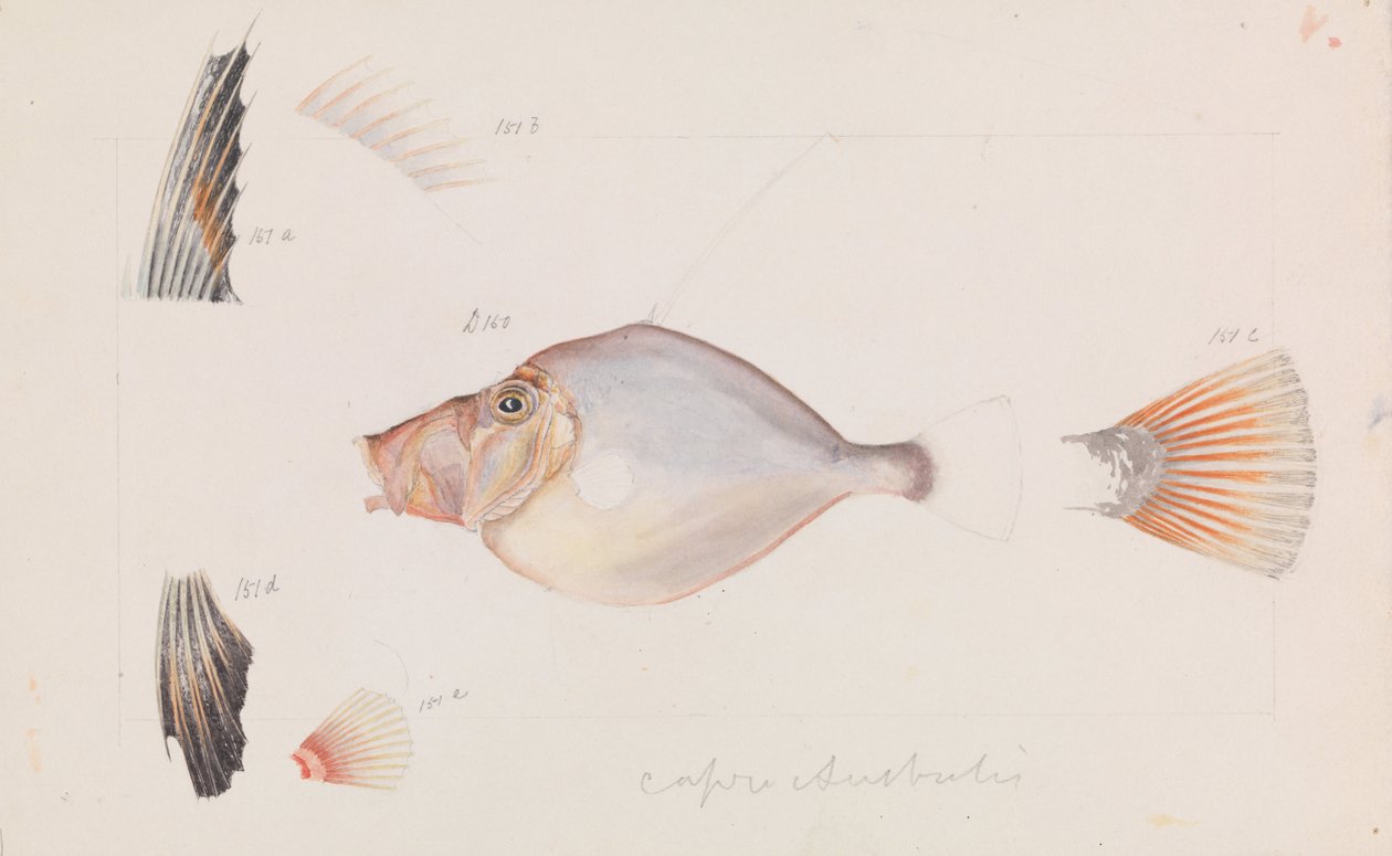 Gümüş Dory, Cyttus australis by Arthur Bartholomew