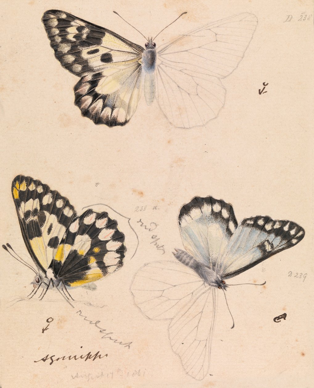 Ahşap Beyaz Kelebek, Delias aganippe by Arthur Bartholomew