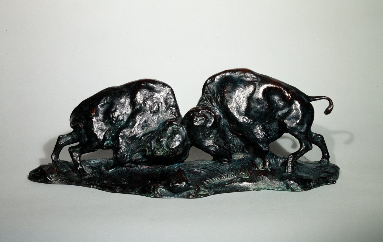 İki Dövüş Buffalo, 1900 (bronz) by Arthur Putnam