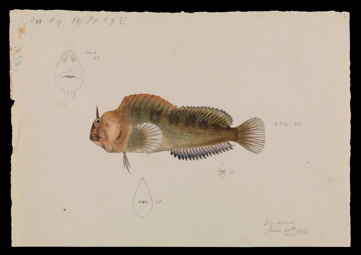 Tazmanya Blenny, Parablennius tasmanianus by Arthur Bartholomew