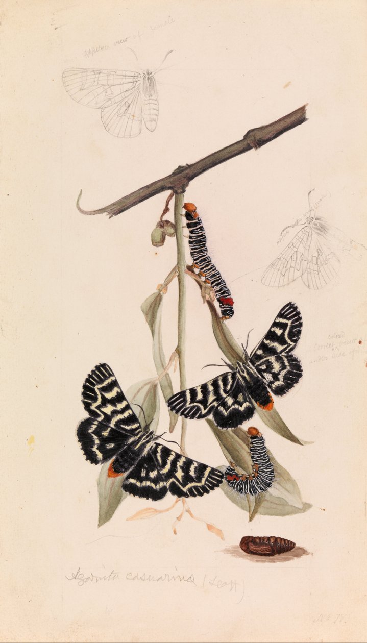 Asma güvesi, Comokrus behri by Arthur Bartholomew