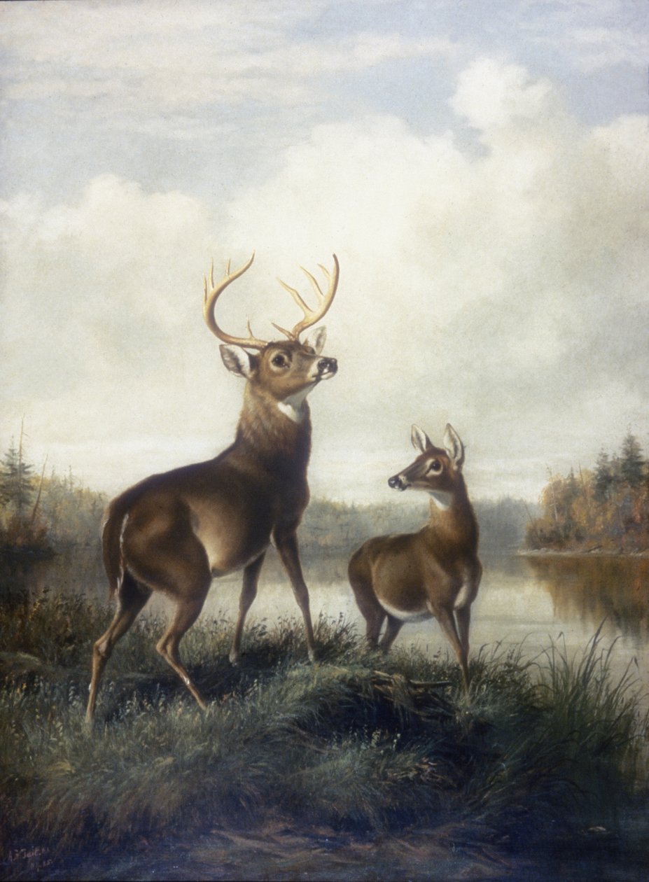 Buck ve Doe by Arthur Fitzwilliam Tait