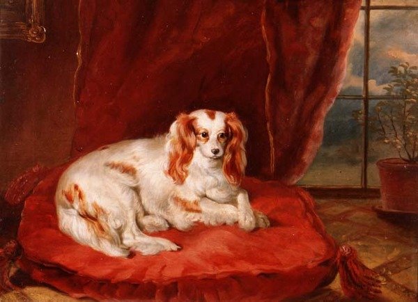 Kırmızı Bir Yastık Üzerinde Yatan Cavalier King Charles Spaniel by Arthur J. Stark