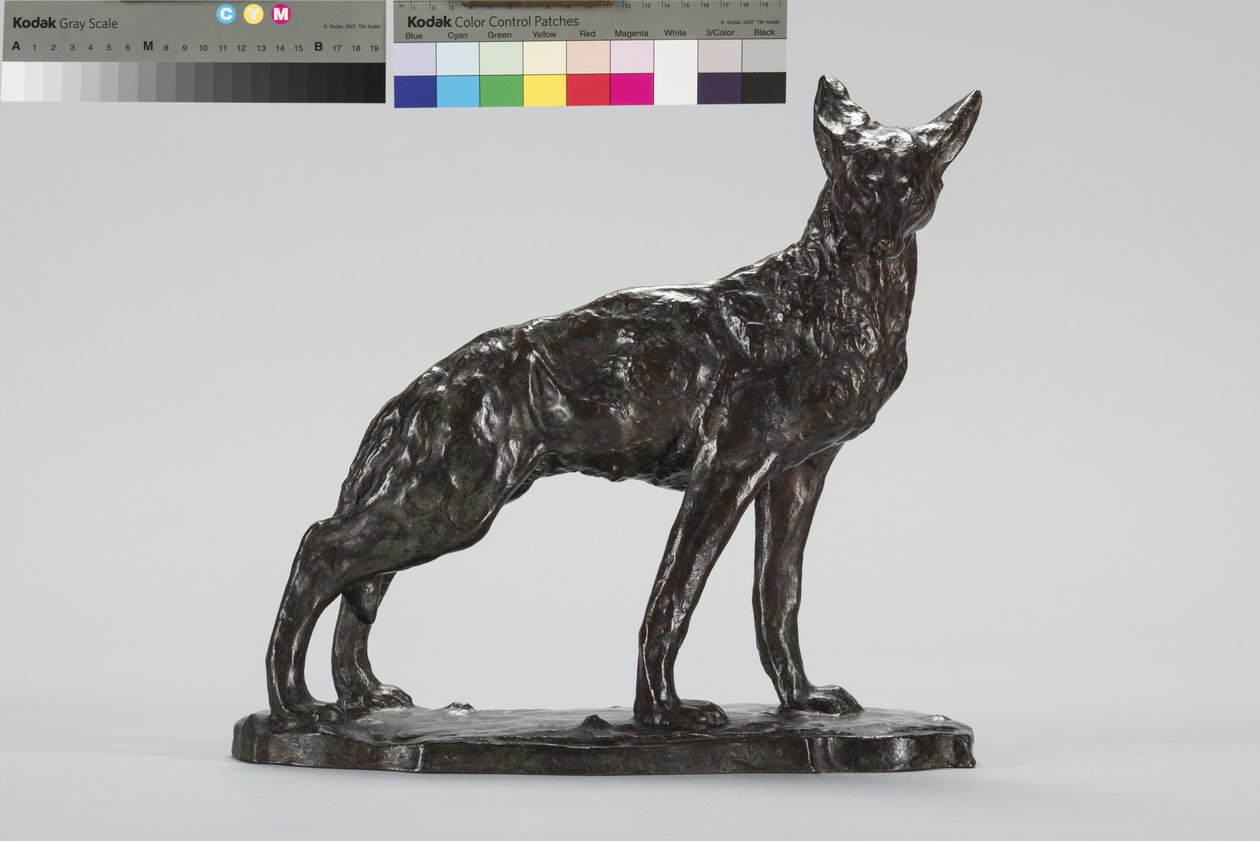 Uyarı Coyote (bronz) by Arthur Putnam