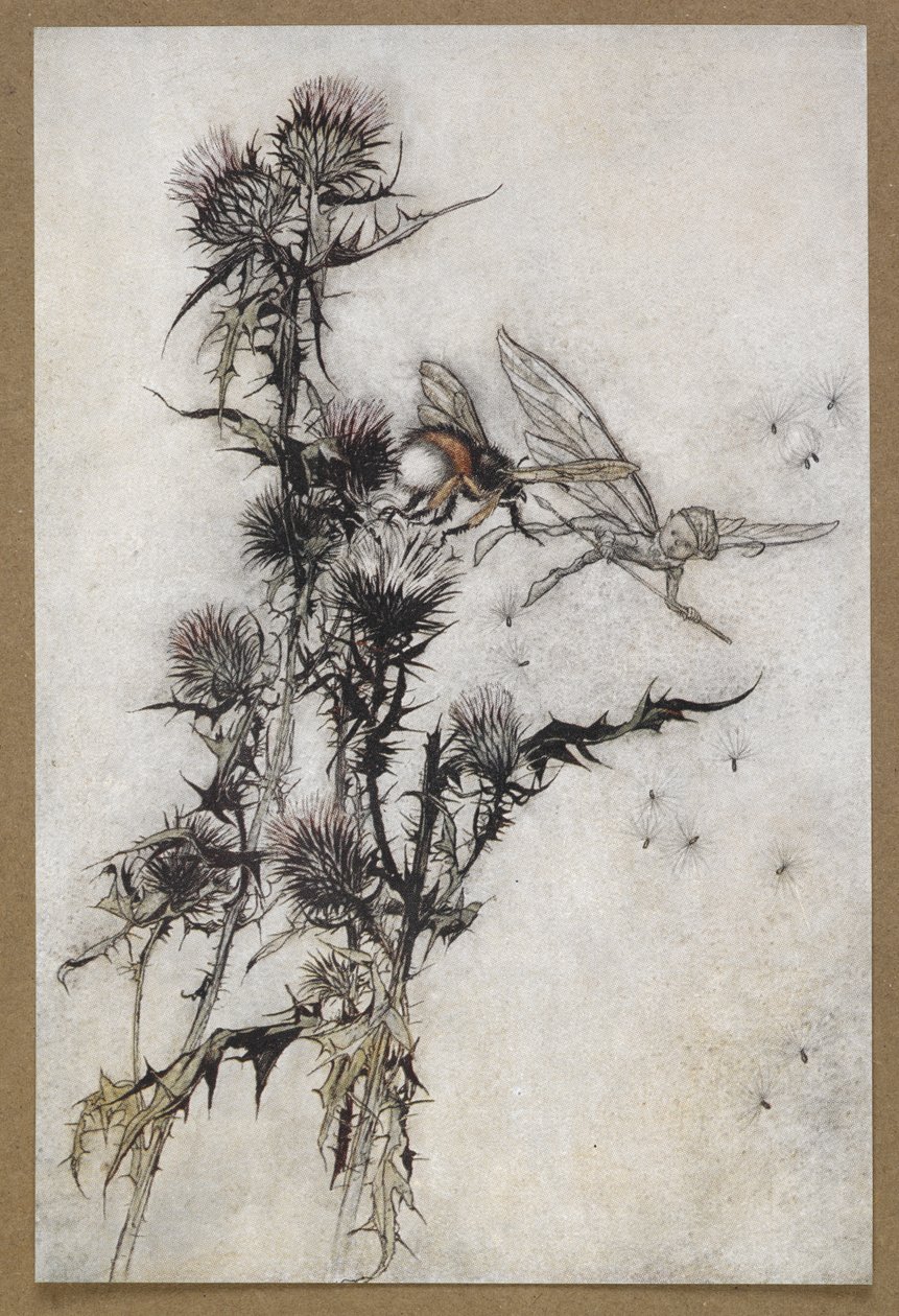 Bana bir devedikeni tepesinde kırmızı kalçalı bir yaban arısı öldür'. Bir Yaz Gecesi Rüyası'ndan bir sahne. by Arthur Rackham