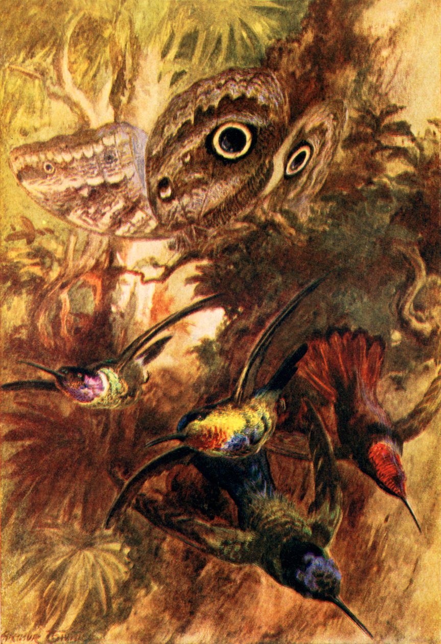 Baykuş kelebeği (renkli taş baskı) by Arthur Twidle