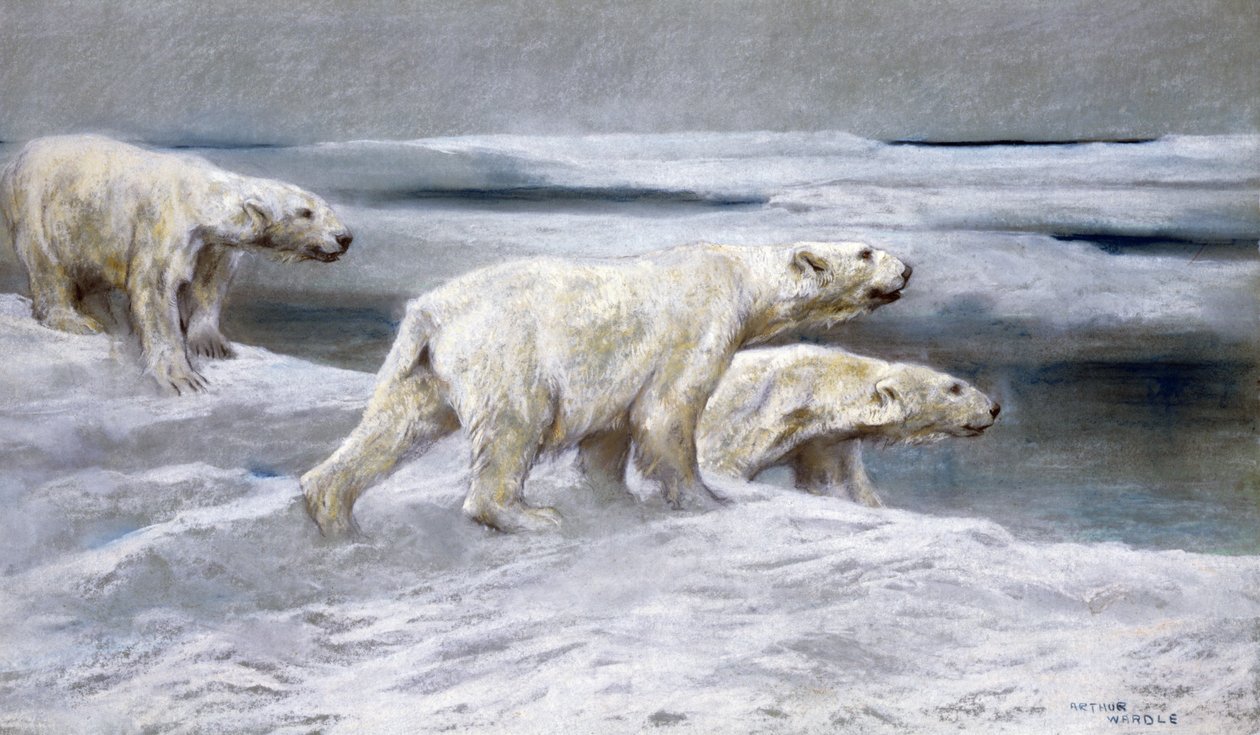 Kutup Ayıları, c.1900 (gri kağıt üzerinde renkli tebeşirler) by Arthur Wardle