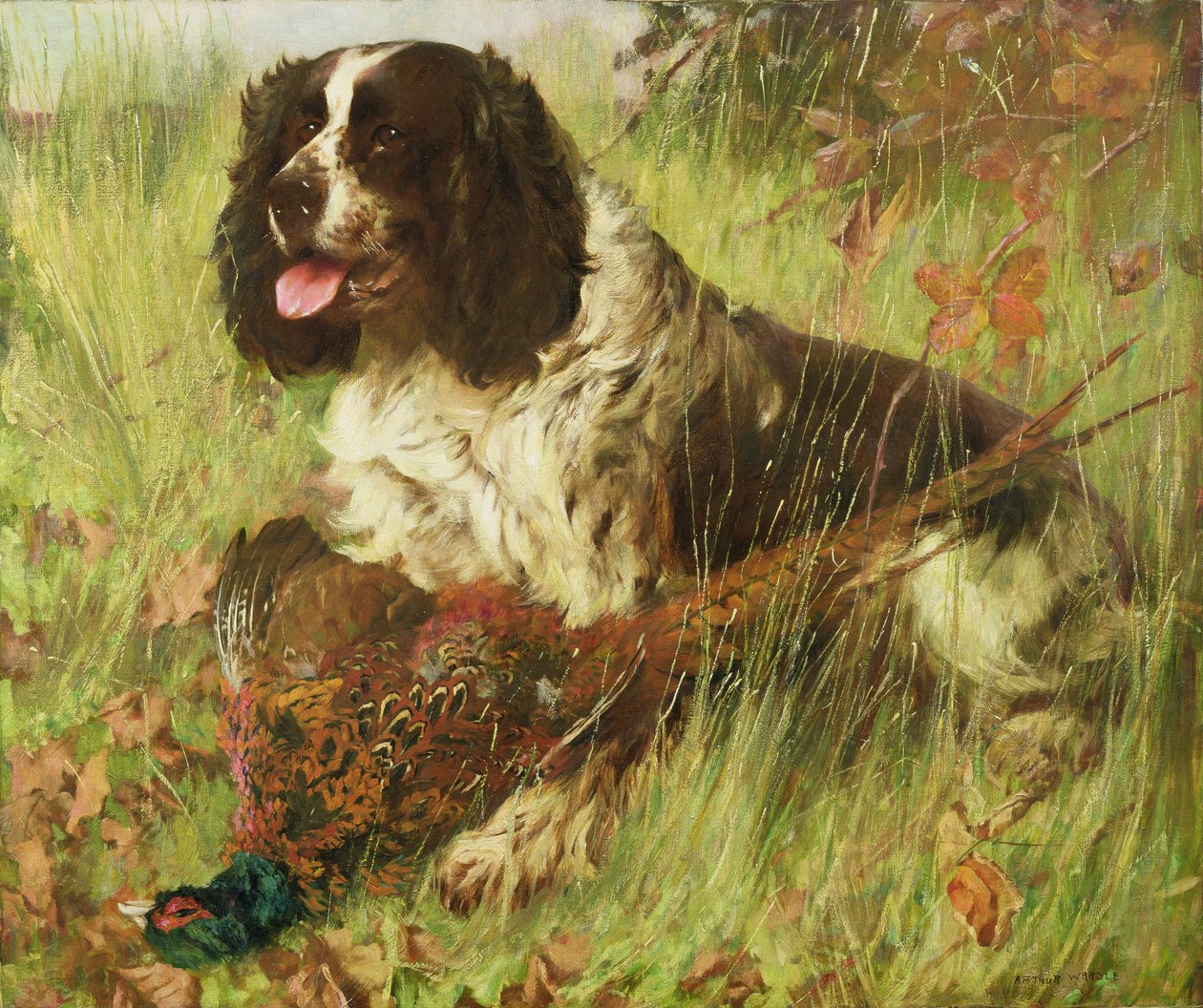 Sülünlü Springer Spaniel by Arthur Wardle