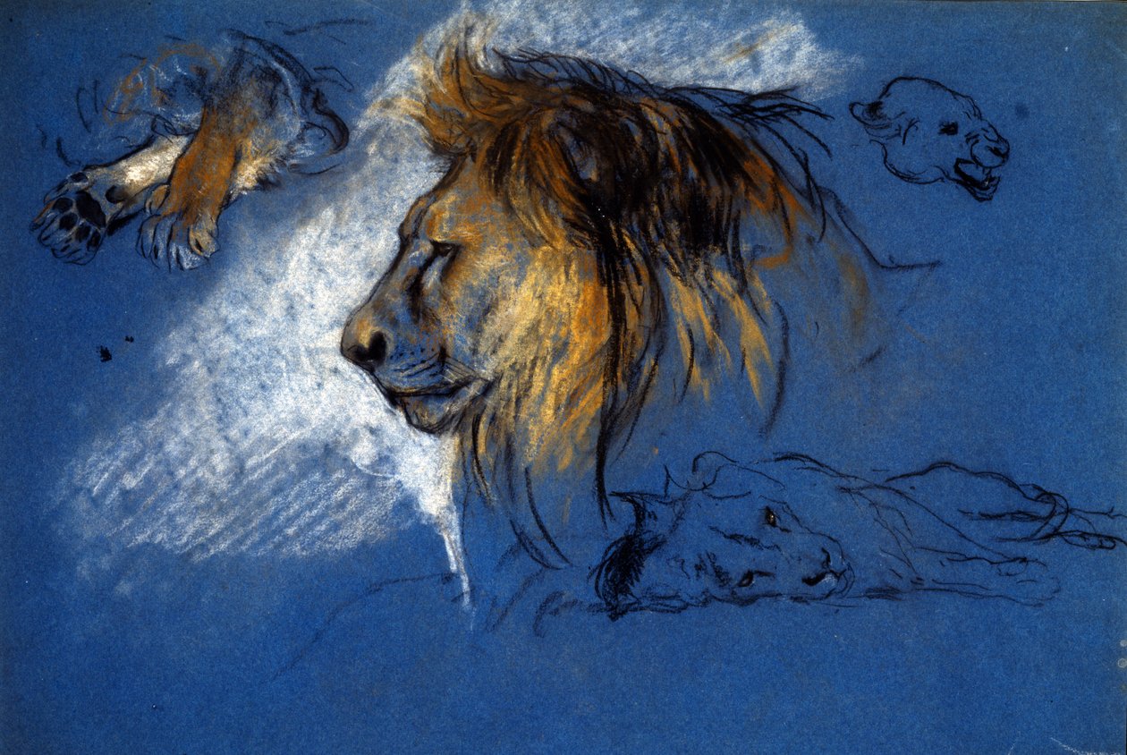 Aslan Çalışması, c.1905 (mavi kağıt üzerine pastel) by Arthur Wardle