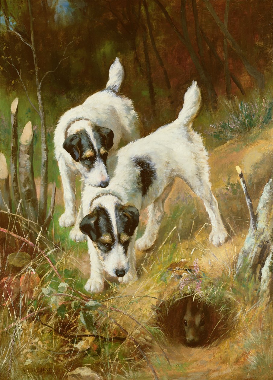 Teriyer tavşanı by Arthur Wardle