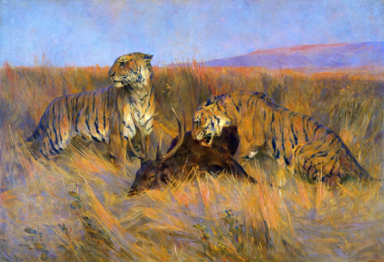 Tigers at Kill (tuval üzerine yağlı boya) by Arthur Wardle