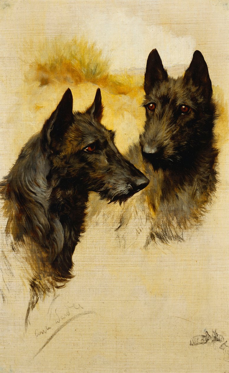 İki İskoç Teriyeri (tuval üzerine yağlı boya) by Arthur Wardle