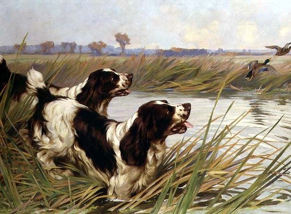 Yeşilbaş Ördekleri Kovalayan İki Sıçrayan by Arthur Wardle