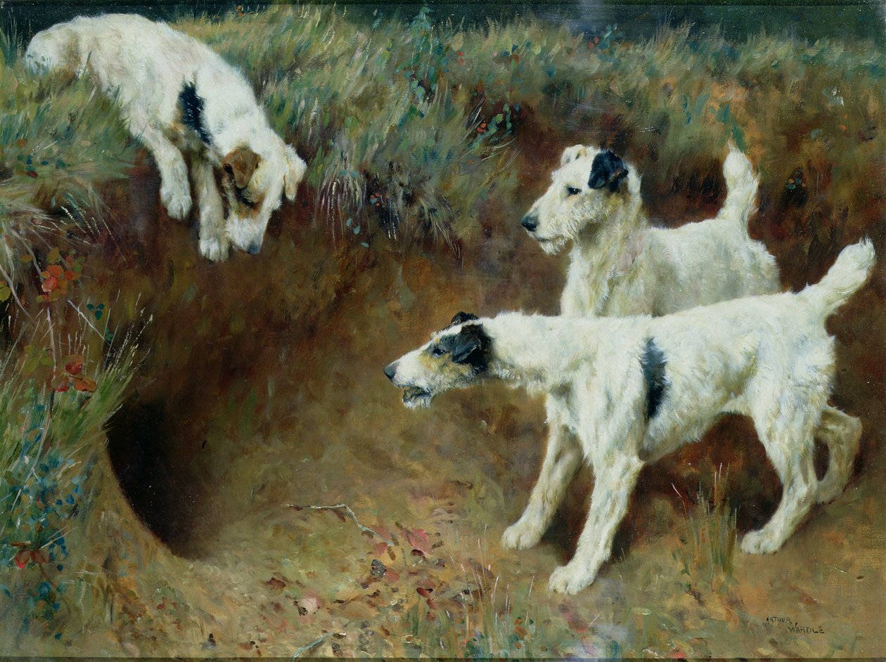 Porsuk seti tarafından tel saçlı tilki teriyeri by Arthur Wardle