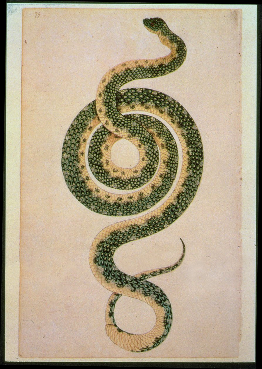 Yılan (gravür) by Artist Unknown