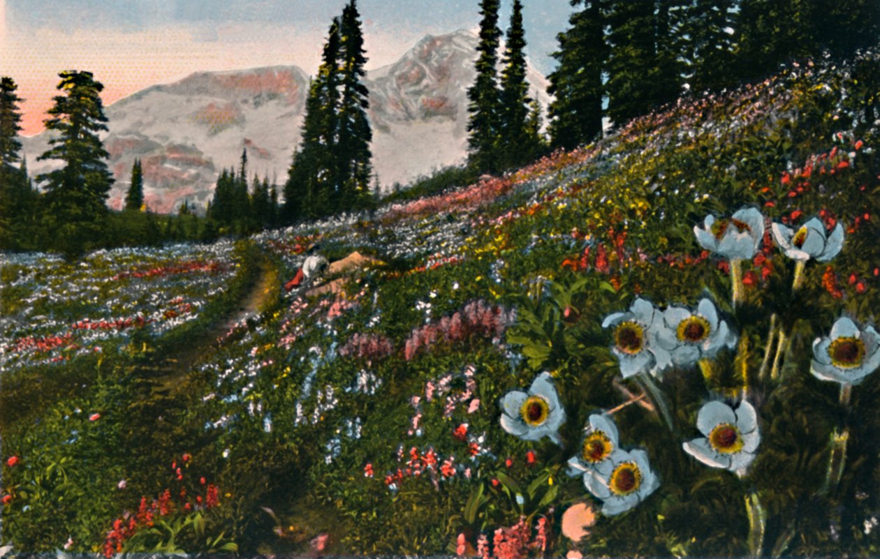 Rainier Dağı Milli Parkı