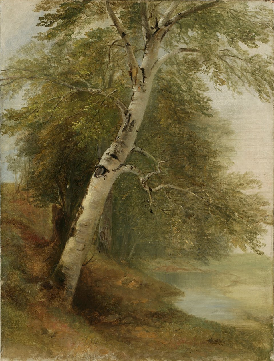 Doğa Çalışması: Bir Huş Ağacı, 1860 by Asher Brown Durand