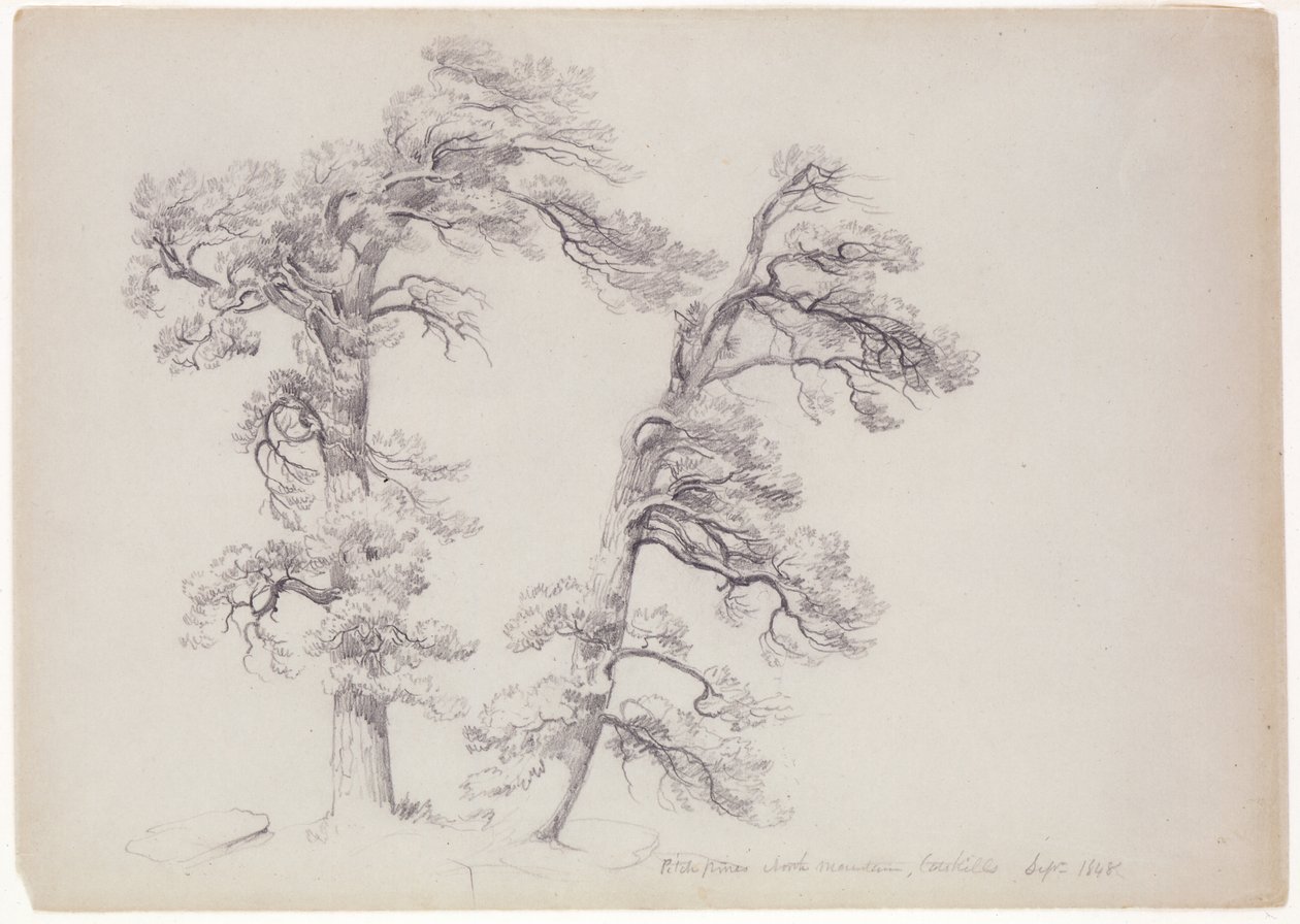 Pitch Pines, North Mountain, Catskills, New York, 1848 (gri-yeşil kağıt üzerinde grafit) by Asher Brown Durand