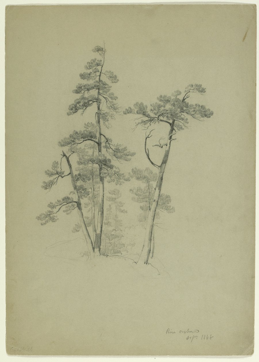Ağaçların Çalışması, Pine Orchard, Catskill, New York, 1848 (gri-yeşil kağıt üzerinde grafit) by Asher Brown Durand