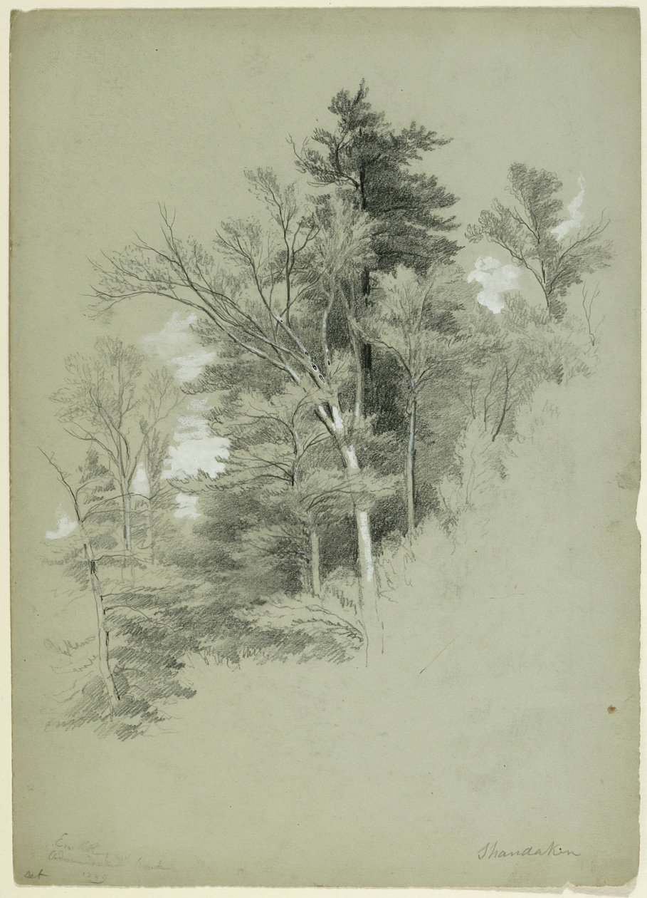Ağaçların Çalışması, Shandaken, New York, 1849 (gri-yeşil kağıt üzerinde grafit, beyaz guaj ve beyaz kurşun pigmenti) by Asher Brown Durand
