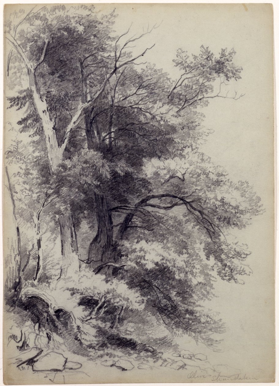 Ağaçların Çalışması, ShandakenOlive, New York, 1852 (gri-yeşil kağıt üzerine kazınmış grafit) by Asher Brown Durand