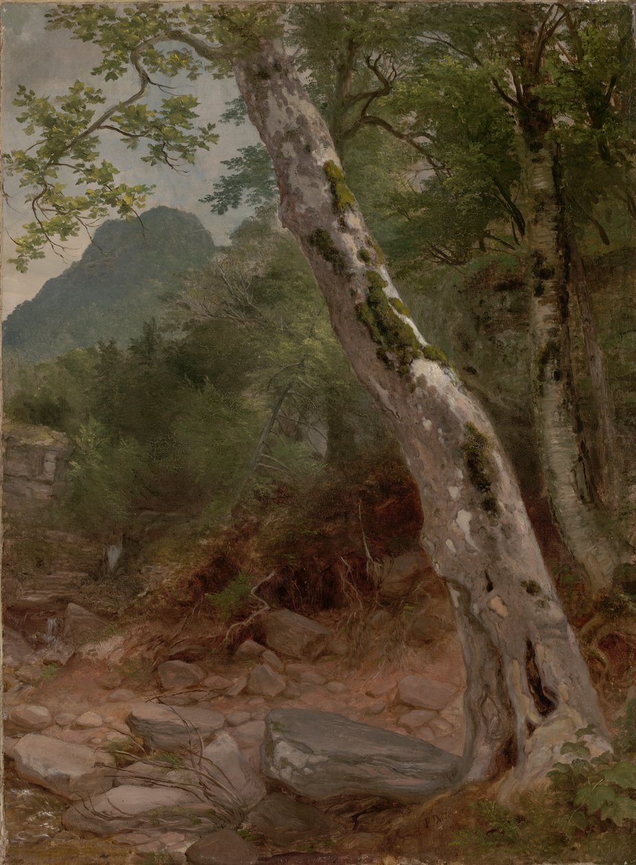 Bir Çınar Ağacı, Plaaterkill Karanfil (Çınar, Kaaterskill Karanfil) by Asher Brown Durand