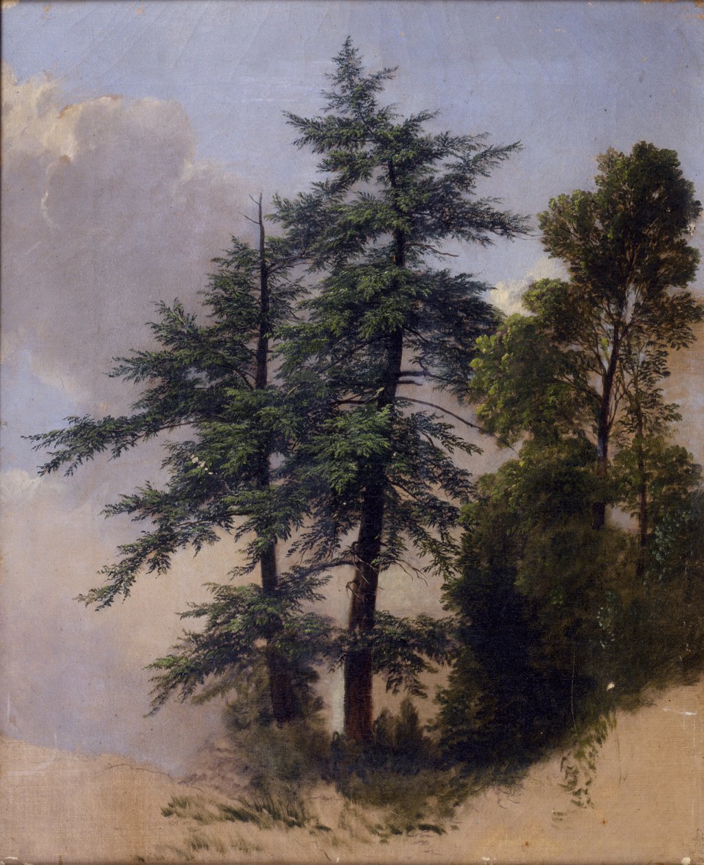 Ağaç Çalışması, Newburgh, NY, 1849 by Asher Brown Durand