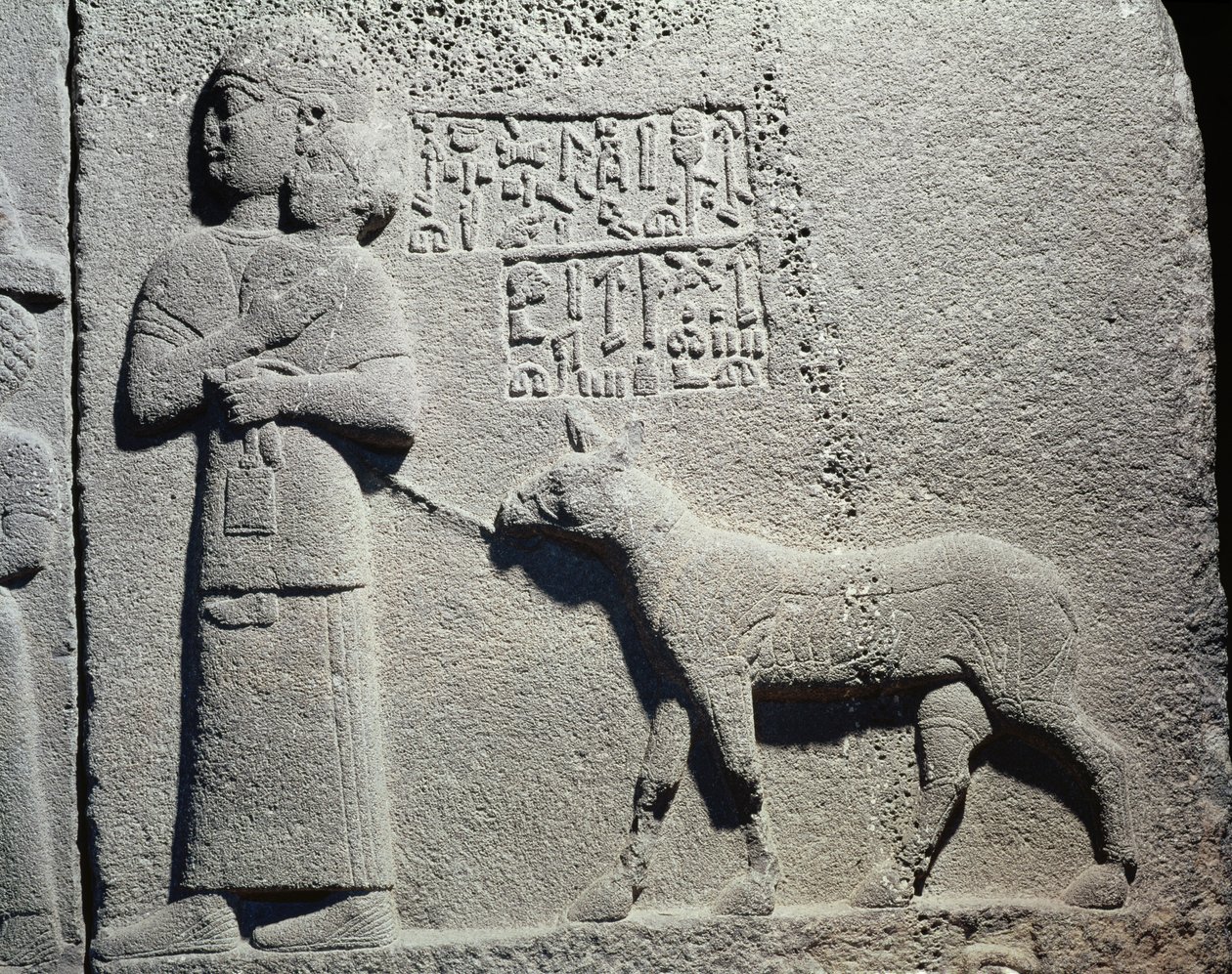 Kral Araras