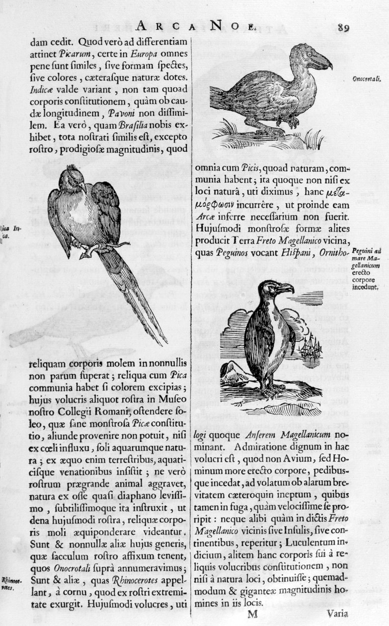 Kuşlar, 1675. by Athanasius Kircher