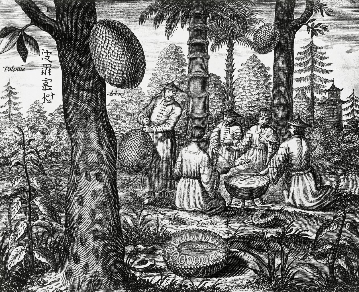 Çin meyveleri (Arbor polomie, Çin papayası), Çin anıtlarından gravür by Athanasius Kircher