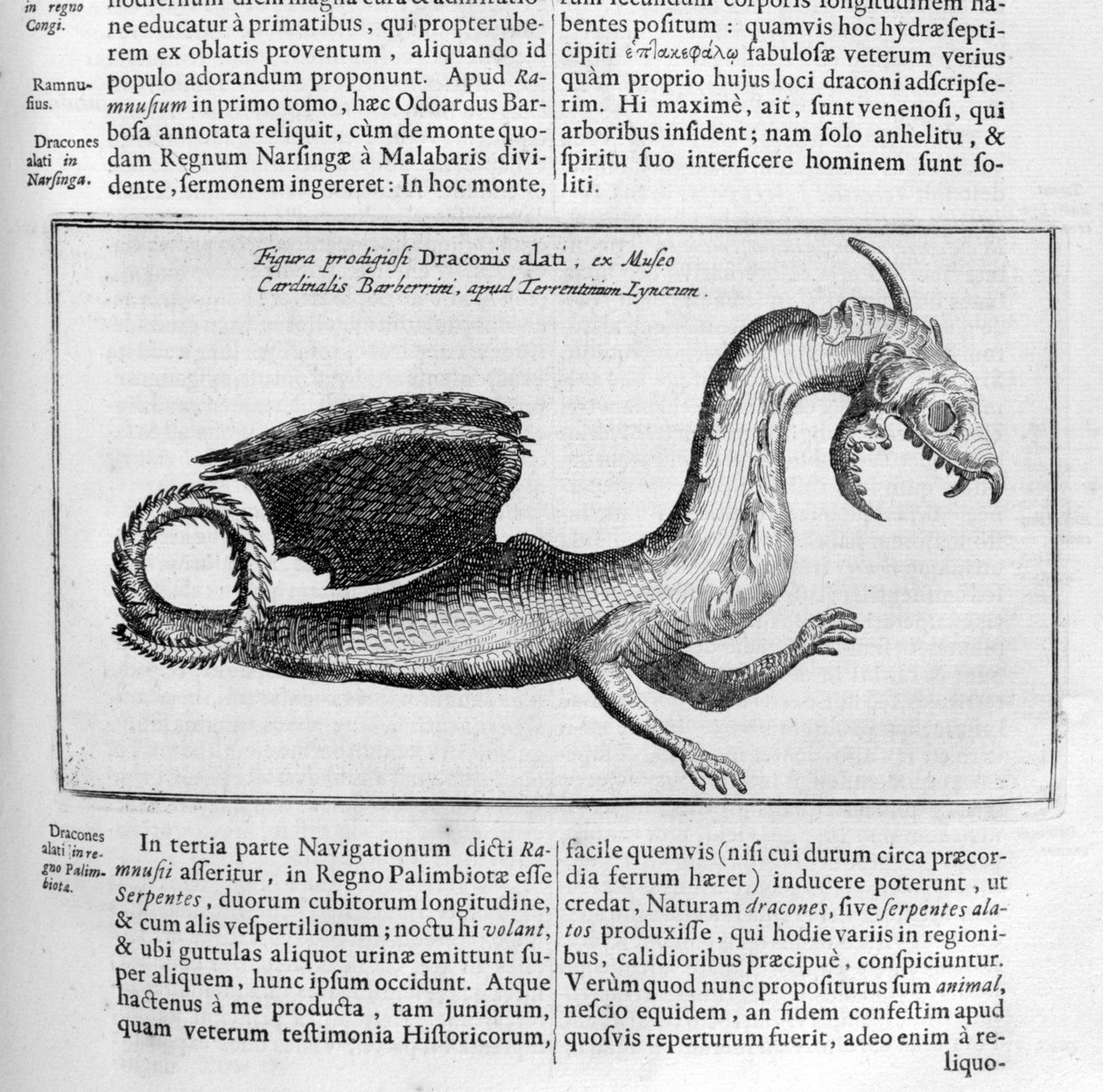 ejderha, 1678 by Athanasius Kircher