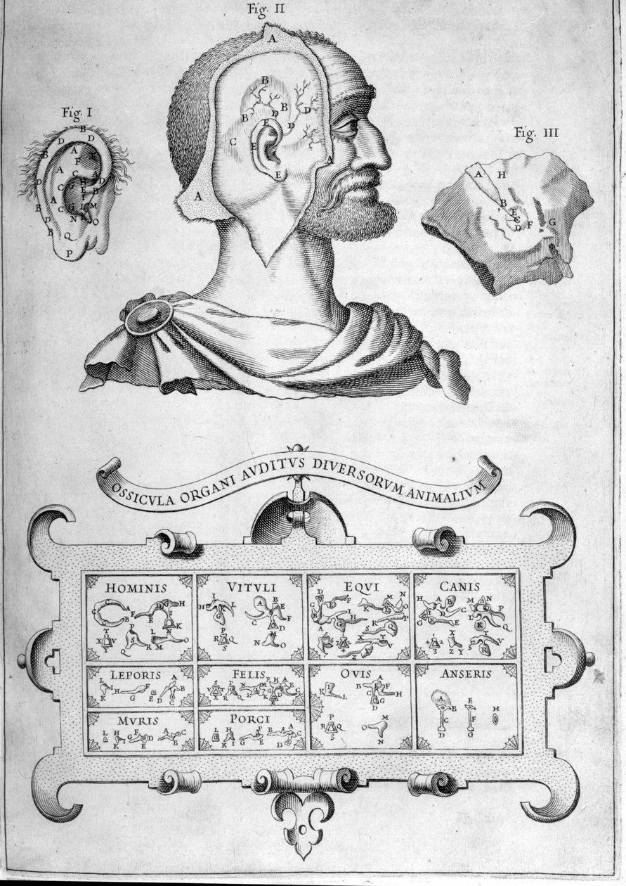 İnsan işitme ve diğer hayvan türleri - Athanasius Kircher