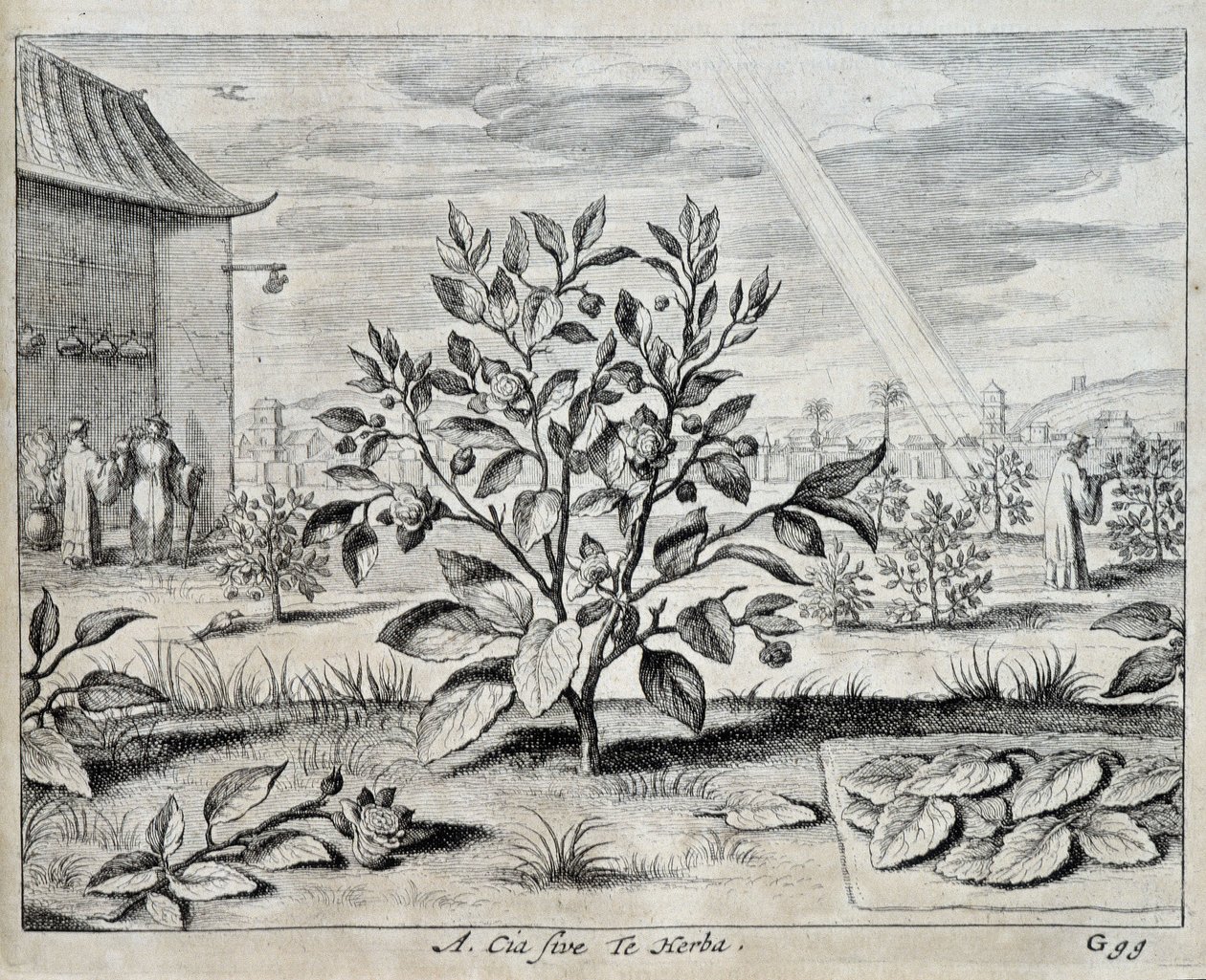 Le kamelya - Athanase Kircher (veya Athanasius Kircheri) tarafından “” Çin” de by Athanasius Kircher