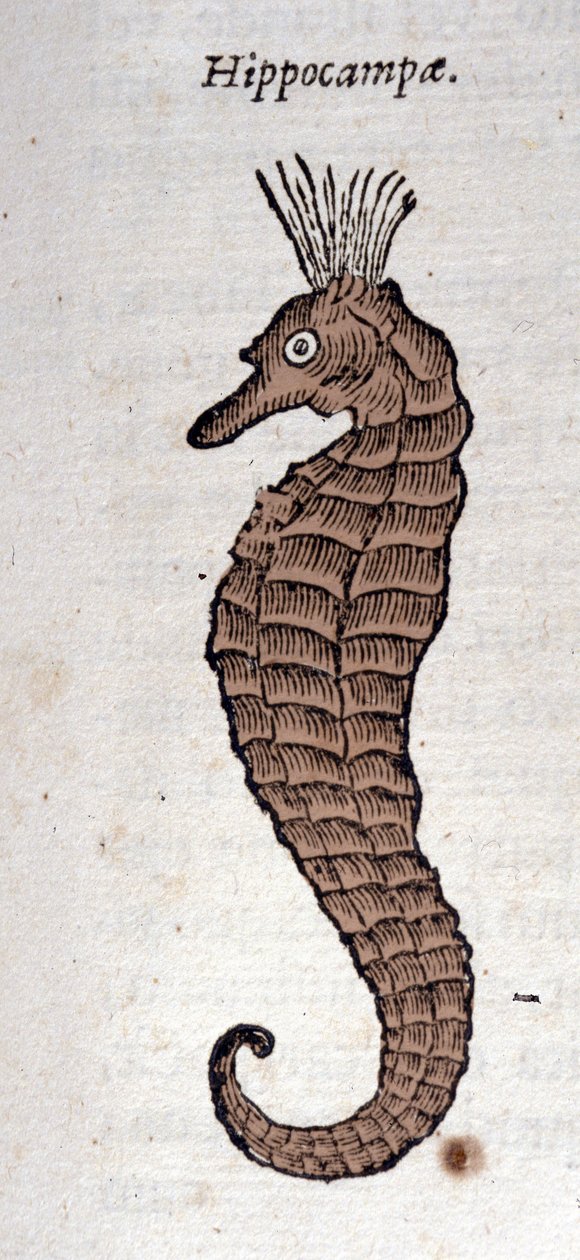 Bir denizatı temsili. Athanasius Kircher (1601 - 1680), Jesuite, oryantalist ve bilgin tarafından yapılan bir çalışmadan gravür. by Athanasius Kircher