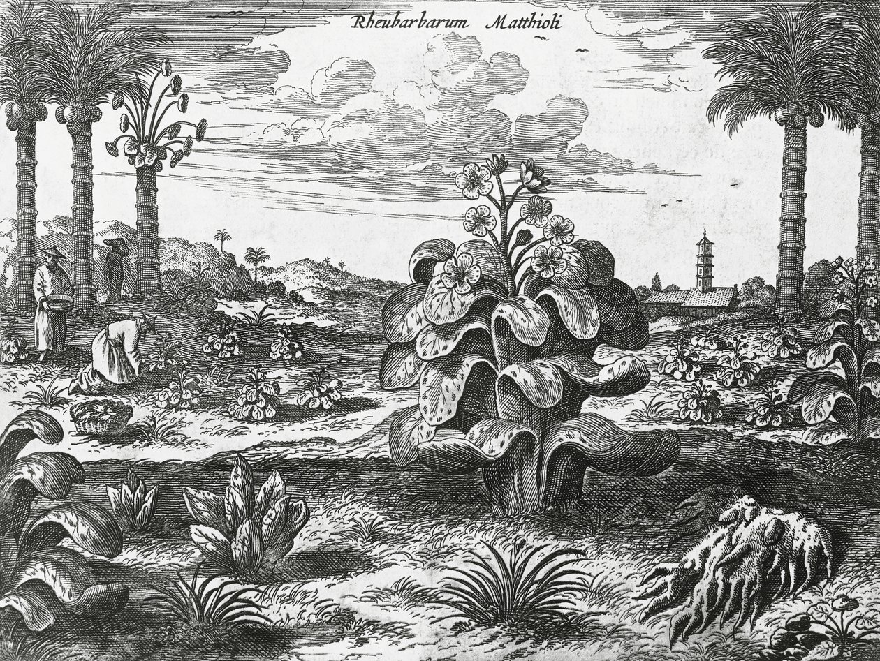 Ravent bitkisi, Çin anıtlarından gravür by Athanasius Kircher
