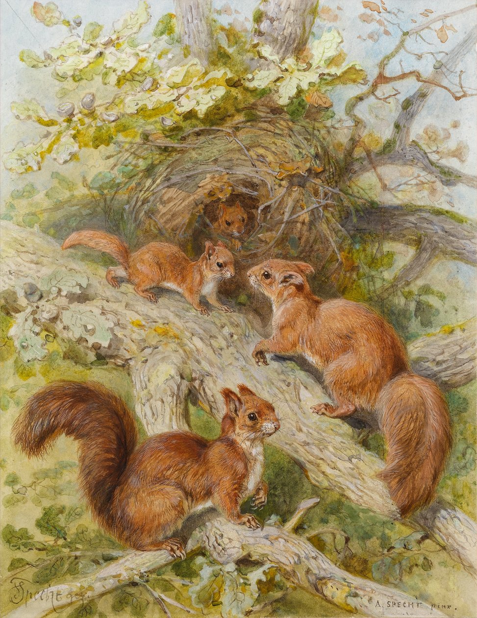 Kızıl Sincaplar (kağıt üzerinde wc) by August Specht