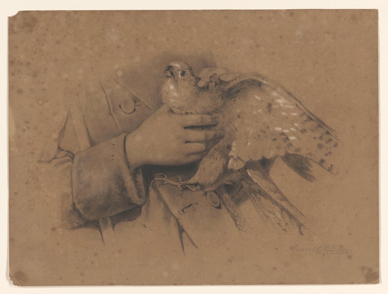 Kestrel ellerinde yakalandı by August Allebe